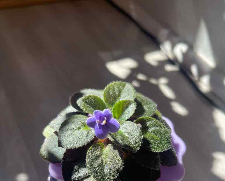 10 African Violet Light Requirements For Healthy Growth