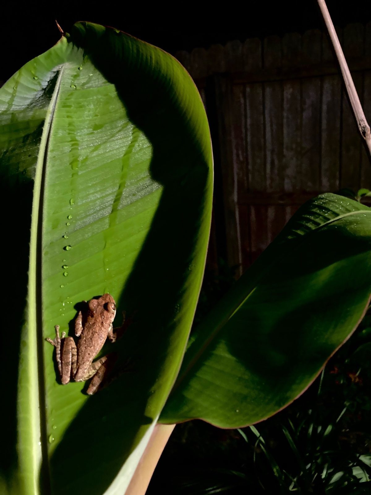 10 Florida Tree Frog Facts To Know