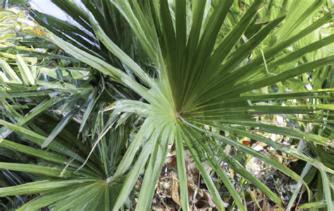 10+ Saw Palmetto Tree Uses