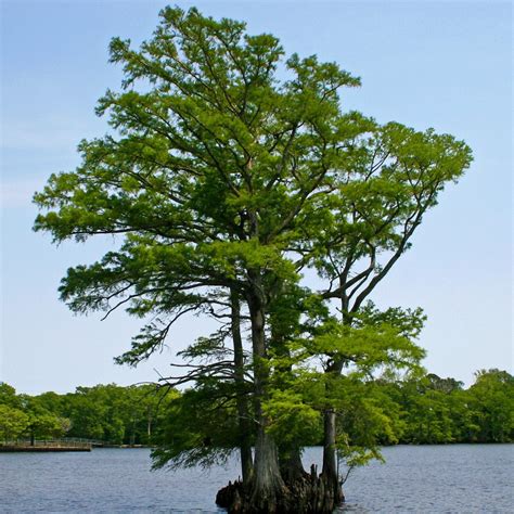 12 Baldcypress Tree Pics For Instant Inspiration