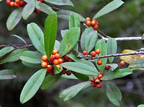 12 Dahoon Holly Tree Care Tips For Thriving