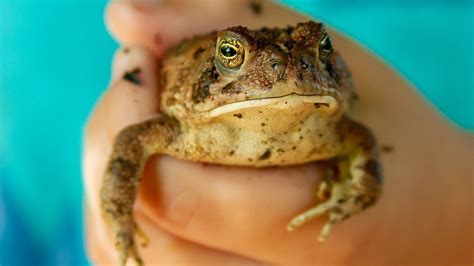 12 Florida Frogs Tips For Safe Handling