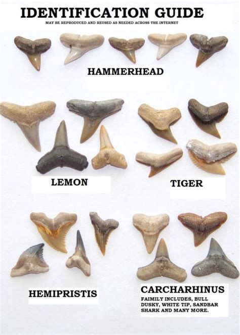 12 Florida Sharks Teeth Identification Tips