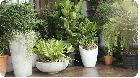 12 House Plants That Thrive In Small Pots A Comprehensive Guide