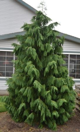 12+ Nootka False Cypress Care Secrets For Success