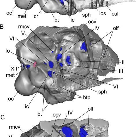 12 Pan Troglodytes Braincase Secrets Revealed