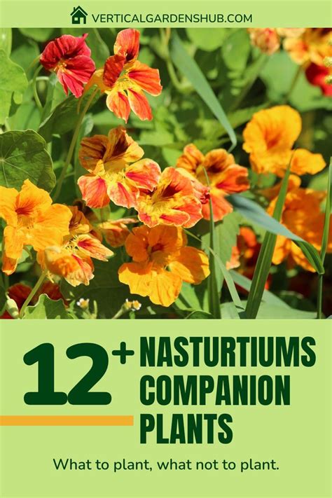 12+ Ways To Thrive With A Plant Companion