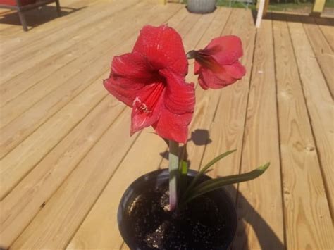 7 Amaryllis Leaf Tips For Perfect Garden Layouts