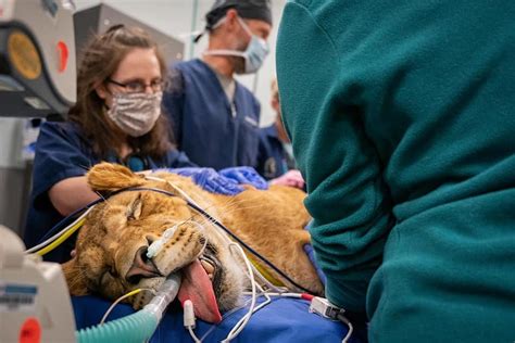 7 Csu Vet Hospital Secrets For Faster Recovery