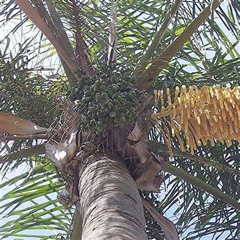 7 Queen Palm Seeds Secrets To Boost Success