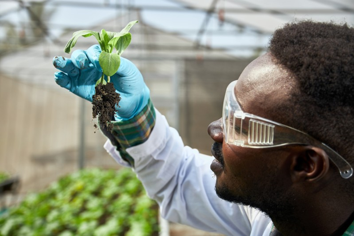 Advancing Biotechnology To Solve Africa S Food Challenges