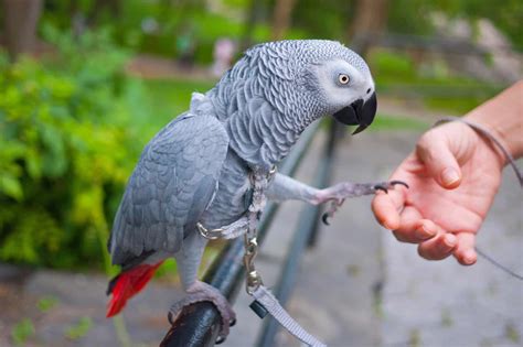 African Grey Parrot Price: Save On Quality Birds