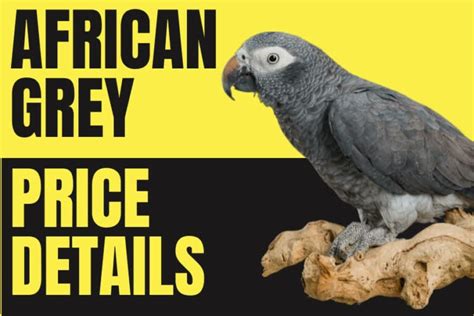 African Grey Parrot Price