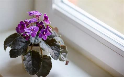 African Violet Light Requirements Intensity Duration Type And Facts