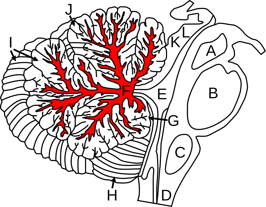 Arbor Vitae Brain