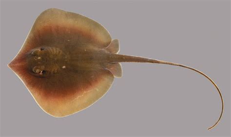 Atlantic Stingrays: Learn Their Scientific Name