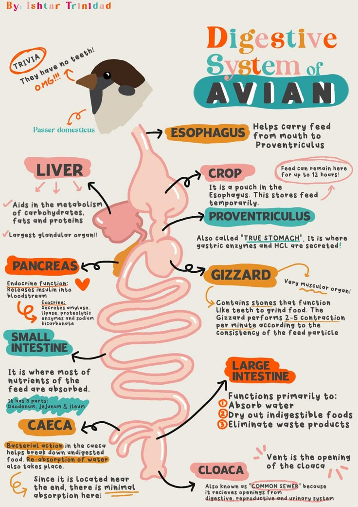 Avian Digestion System Explained