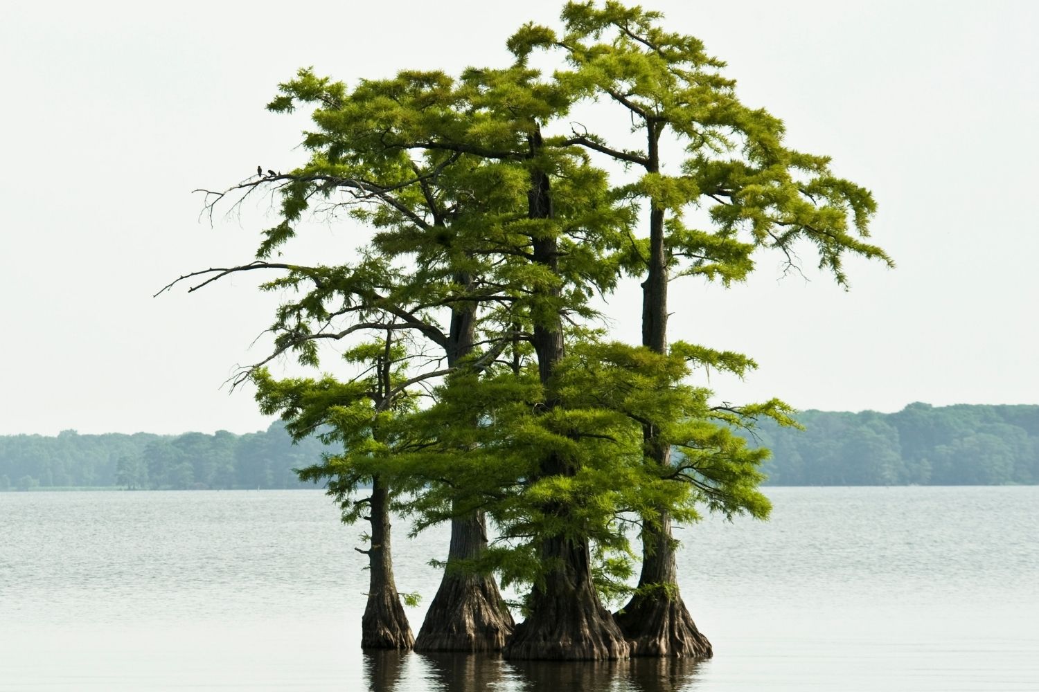 Bald Cypress Tree Day Holiday Smart