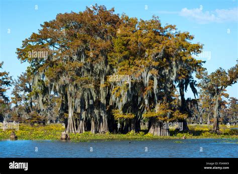 Bald Cypress Tree Louisiana Hi Res Stock Photography And Images Alamy