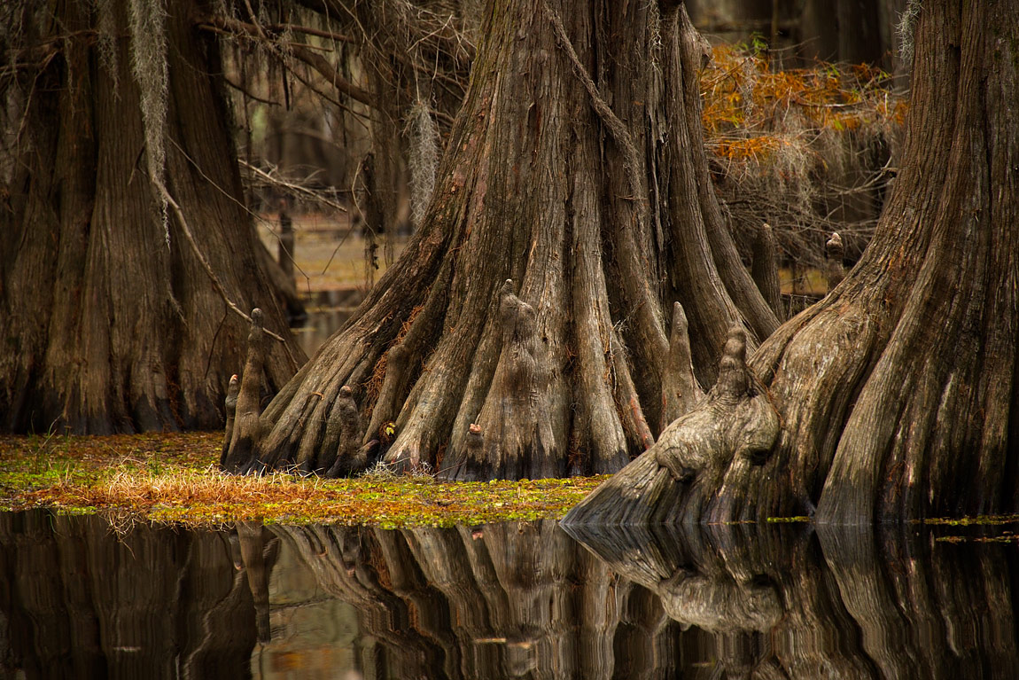 Bald Cypress Trees In Fall Caddo Lake Texas Usa