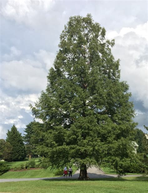 Baldcypress Tree Montgomery