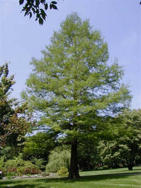 Baldcypress Tree Pic