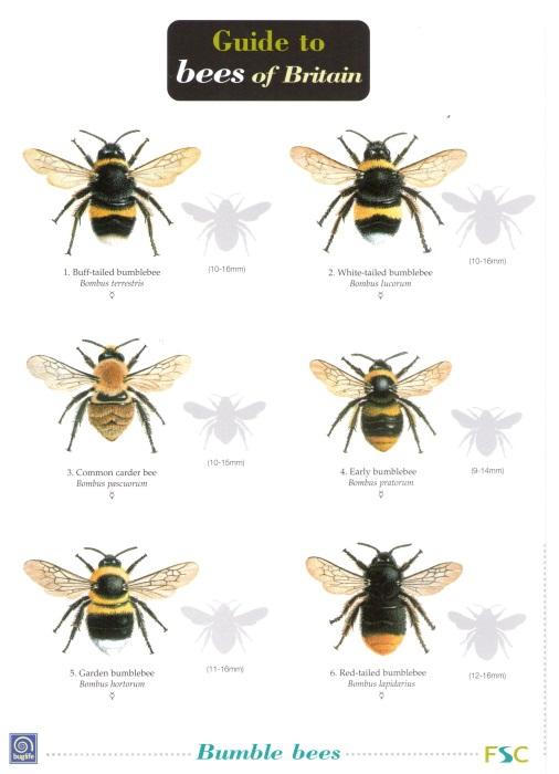 Bee Identification Chart