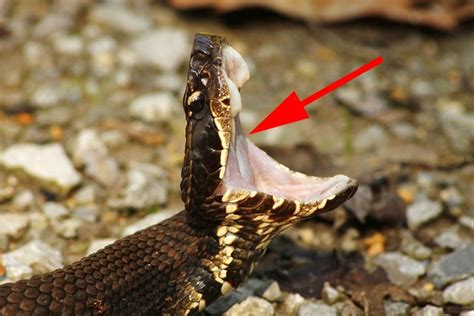 Belly Of Water Moccasin: Danger Signs Identified