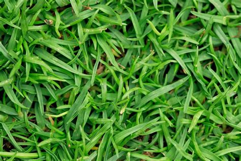 Bermuda Grass Lawn: Grow A Lush Yard