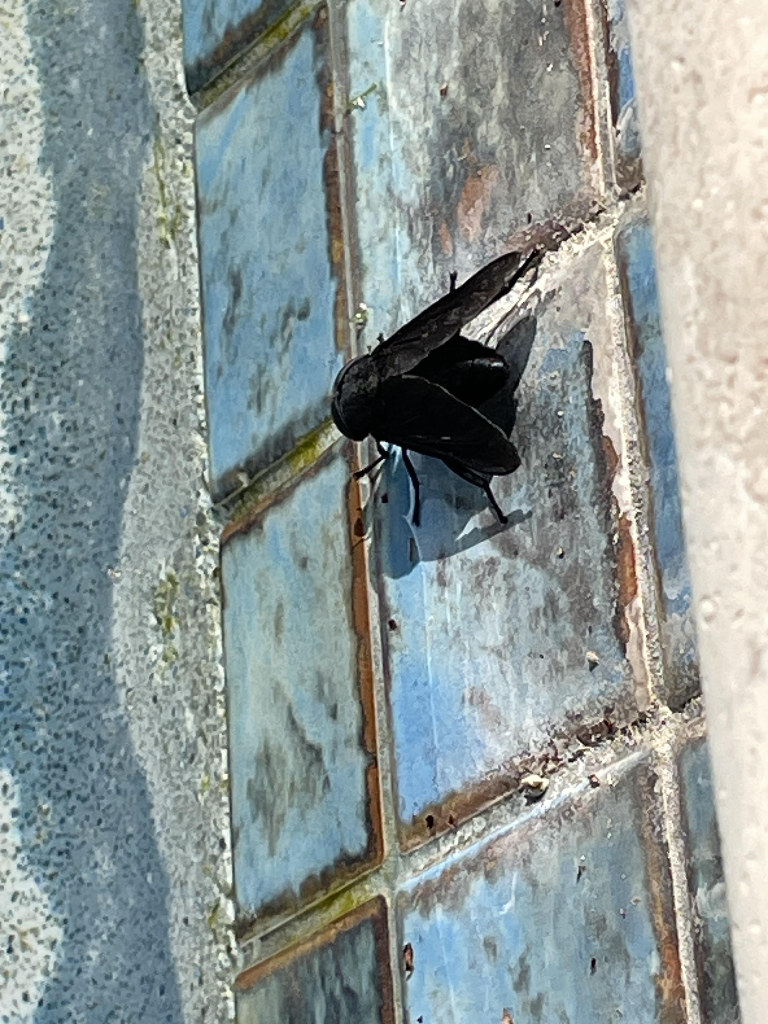 Big Black Flying Bug