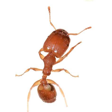 Big Head Ant Identification: Instant Answers