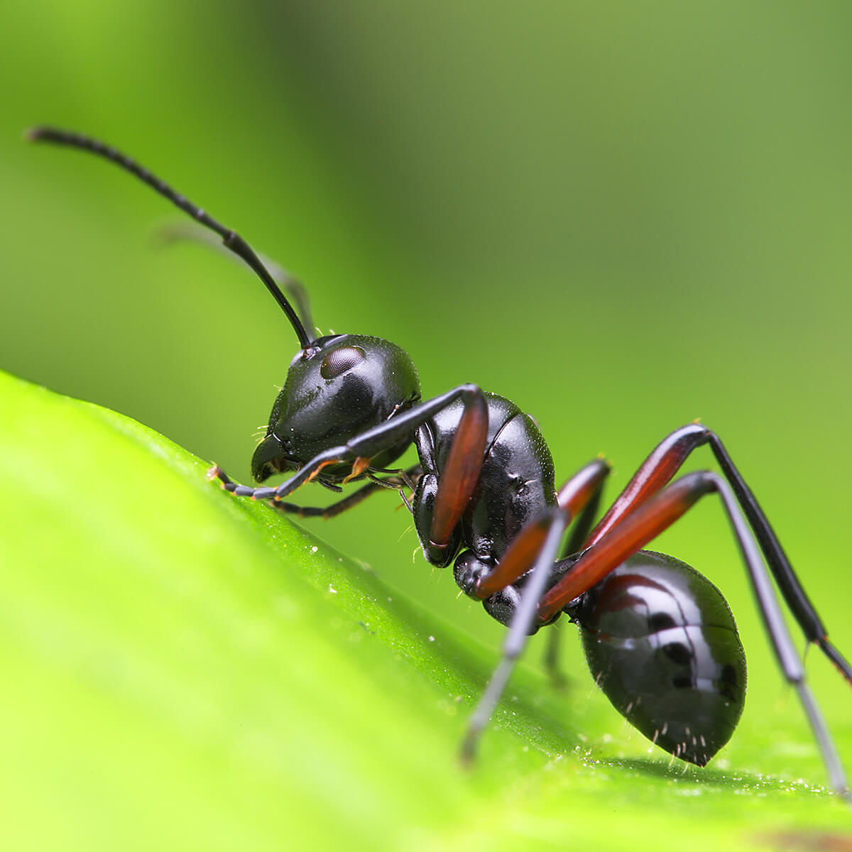 Big Head Ants Control: Effective Removal