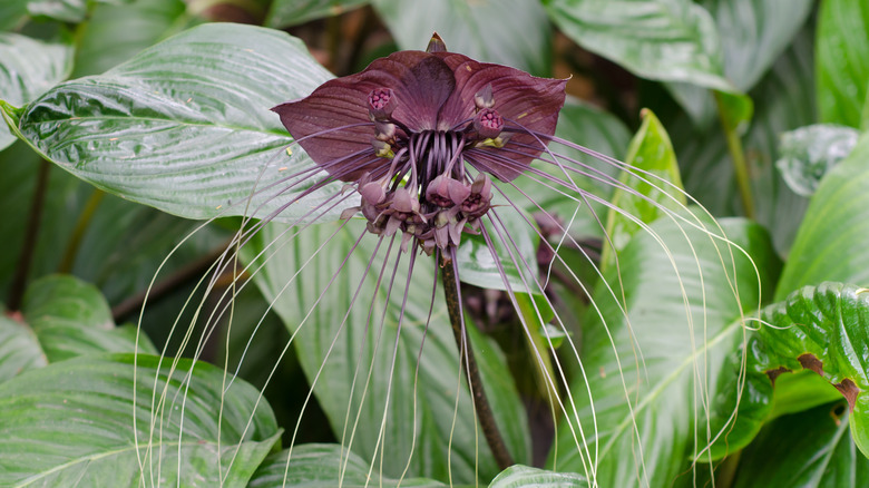 Black Bat Flower: Rare Bloom Secrets