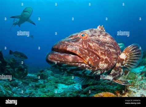 Black Grouper Mycteroperca Bonaci Swimming Over Reef Cozumel