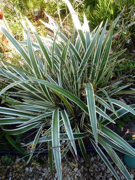 Blue Flax Lily Variegated Perennial With Leathery Sword Shaped