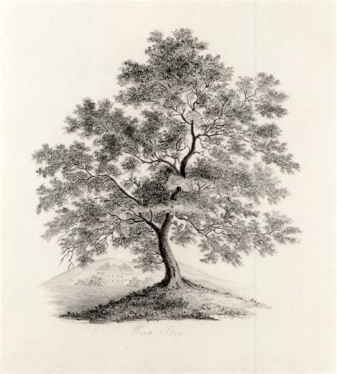 Bluejack Oak Tree Drawing