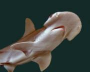 Bonnethead Shark Photograph By Larry Linton Pixels