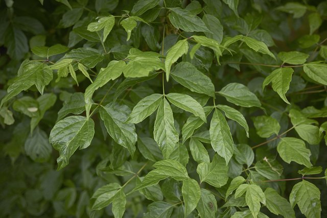 Box Elder Identification: Quick Guide