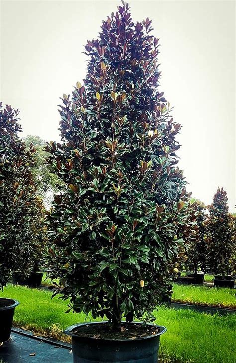 Brackens Brown Beauty Magnolia The Tree Center