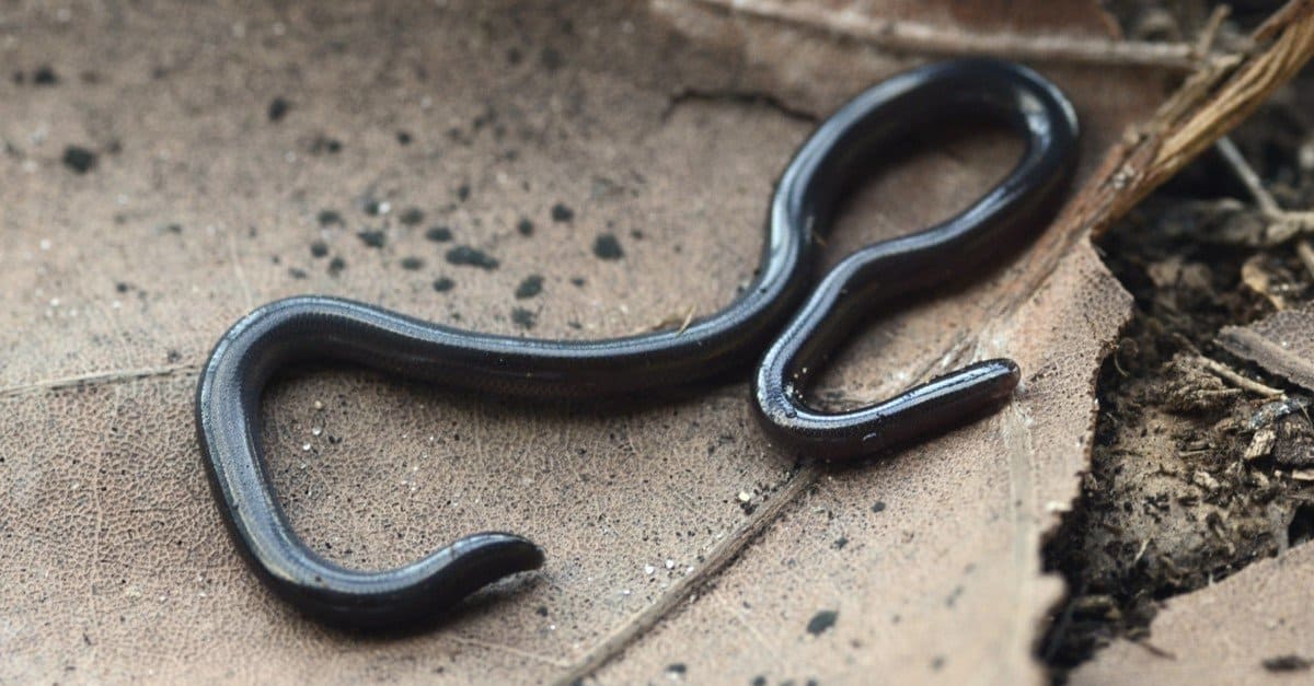 Brahminy Blindsnake Animal Facts Indotyphlops Braminus Wiki Point