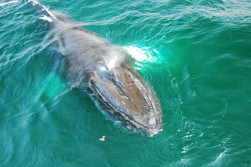 Breaching The Surface Can Whales Drown Marinepatch