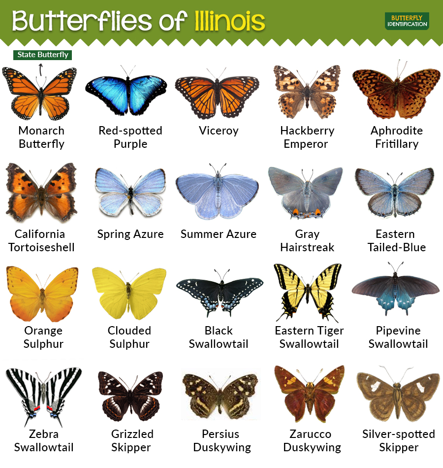 Butterflies Guide: Species Identification