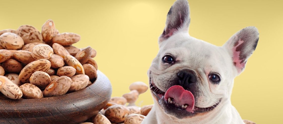 Can Dogs Eat Pinto Beans Read Before You Feed Why Pinto Beans Are