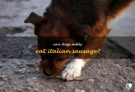 Can Dogs Safely Eat Italian Sausage Petshun