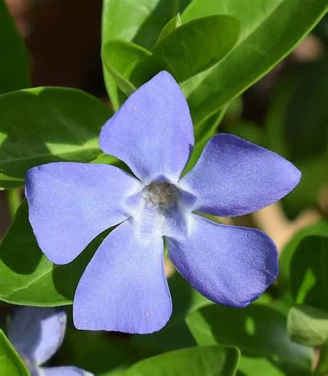 Can Vinca Vine Grow Indoors Care Light Much More Artofit