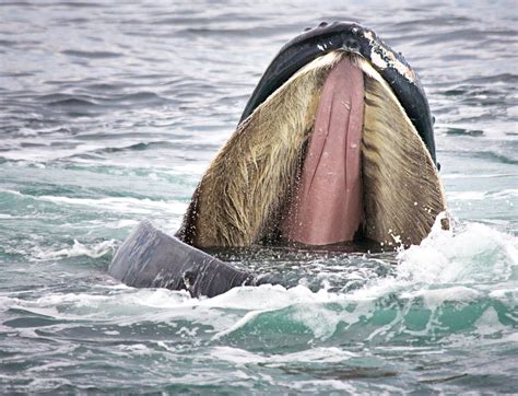 Can Whales Be Carnivorious