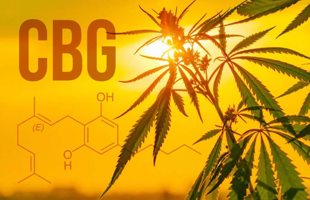 Cbd Vs Cbg Choosing The Right Cannabinoid For Your Health Needs Unabis