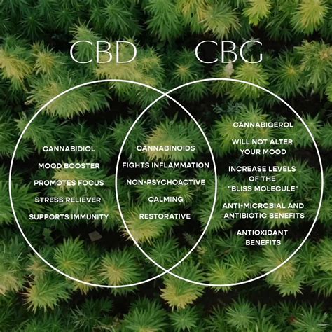 Cbg Vs Cbd Differences Benefits Uses And More Batch