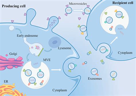 Cell Cell Communication By Extracellular Vesicles Download Scientific