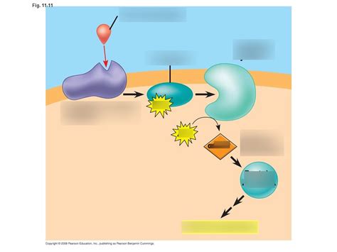 Cell Cell Communication Diagram Quizlet